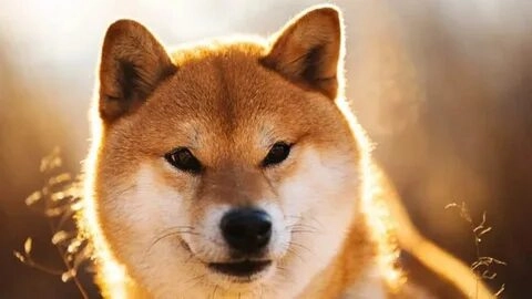 Meme Dogecoin mang lại tiếng cười cho những ai yêu thích tiền điện tử.