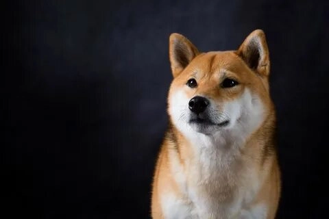 Meme Doge Việt Nam nổi bật với sự hài hước và dễ thương.