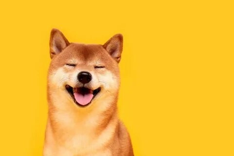 Meme Doge kết hợp Shiba Inu tạo nên một biểu tượng hài hước.