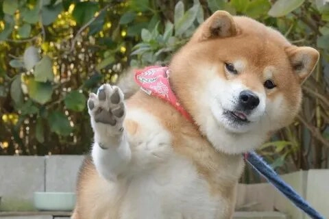 Meme Shiba cực đáng yêu, khiến bạn phải share ngay!