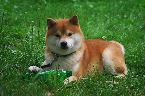 Meme Dogecoin dễ thương đang chiếm lĩnh mọi mặt trận meme.