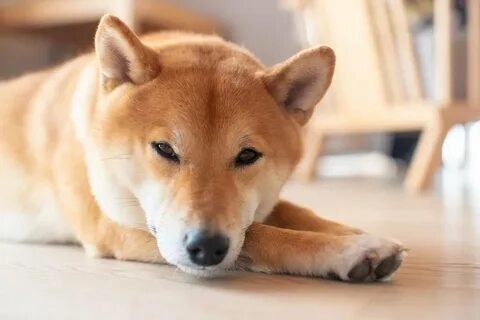 Meme Doge Bonk mang lại những khoảnh khắc hài hước đầy bất ngờ.