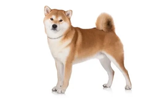 Bộ sưu tập PNG Cheems Doge meme chất lượng cao cho bạn.