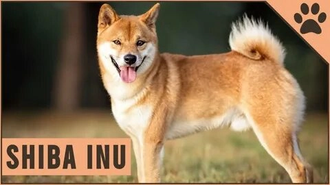 Khám phá hình ảnh meme Doge nổi bật và cực kỳ hài hước.