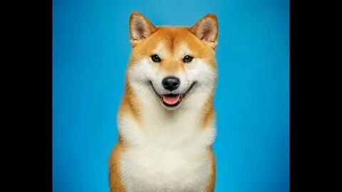Meme Doge và Cheems, bộ đôi không thể thiếu trong thế giới meme.
