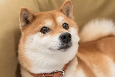 Meme Coin Doge sẽ mang đến những trận cười bất tận cho bạn.