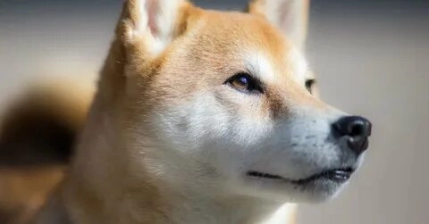 Những meme chó buồn sẽ khiến bạn cảm nhận được sự ngọt ngào.