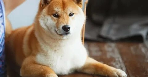 Meme chó cười dễ thương khiến bạn vui lên ngay lập tức.