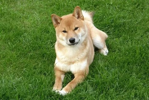 Đừng bỏ lỡ meme chó Shiba cười với nụ cười tuyệt vời!