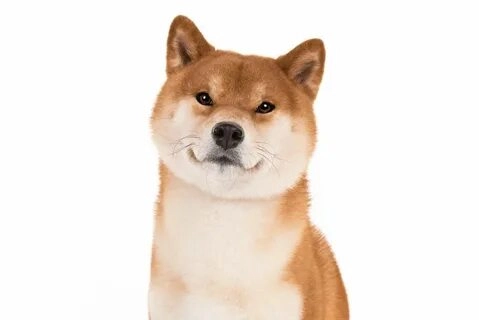 Chó Shiba meme trong những khoảnh khắc vui nhộn, không thể bỏ qua.
