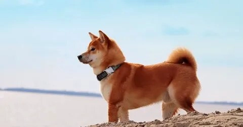 Chó Shiba và Cheems meme làm rộn ràng cộng đồng meme Việt.