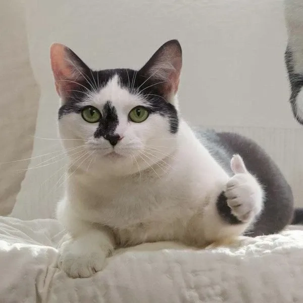 Meme cố gắng lên truyền cảm hứng để không dừng lại.