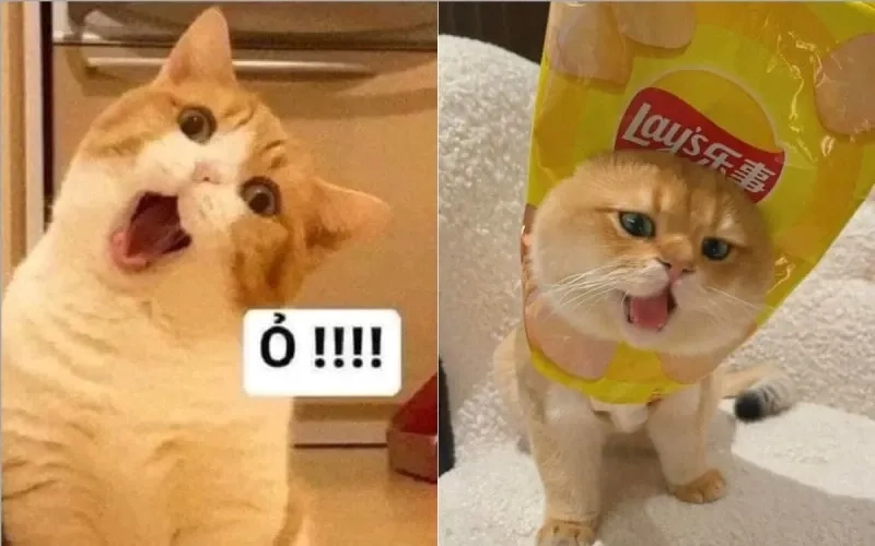 Meme mèo ngủ khiến người xem cảm nhận được sự thư giãn và dễ chịu.