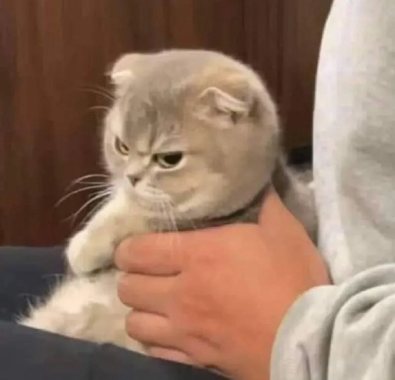 Meme mèo cười đểu thể hiện sự tinh nghịch, hài hước của loài mèo.