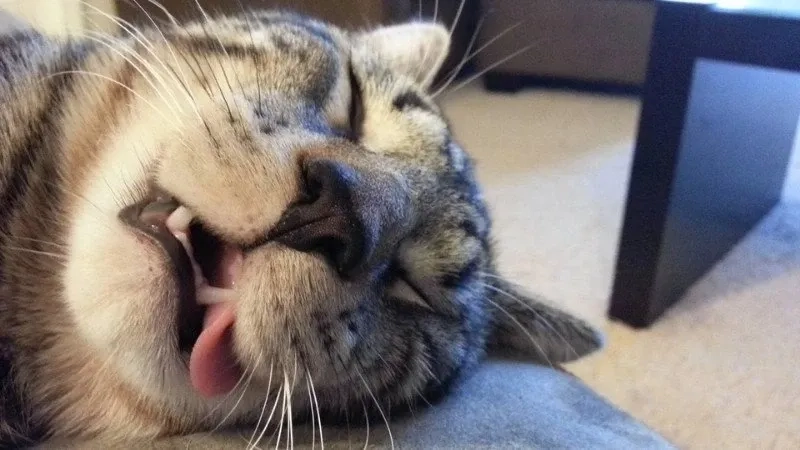 Mèo tom meme là biểu tượng của sự hài hước và tình bạn trong các meme.