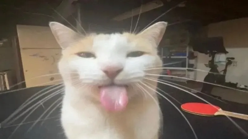 Meme mèo xin lỗi mang đến những khoảnh khắc ngọt ngào và đầy cảm xúc.