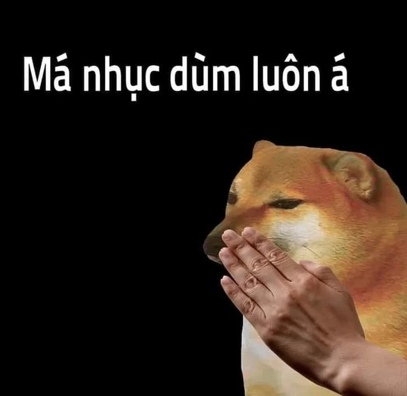 Con chó hài đáng yêu làm không khí thêm vui vẻ