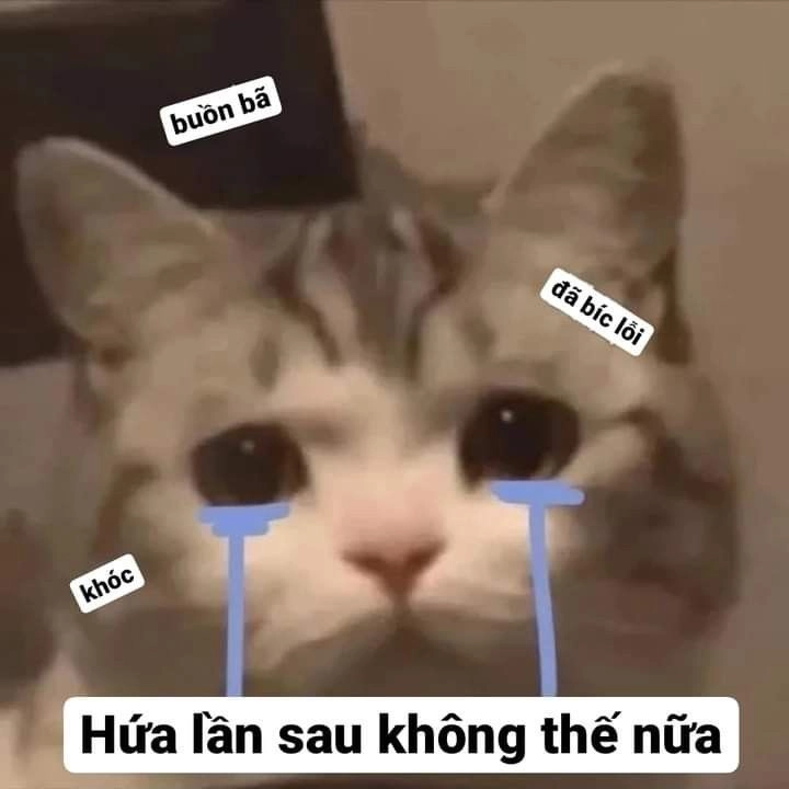 Hình meme mèo khóc dễ thương nhưng mang đầy tâm trạng